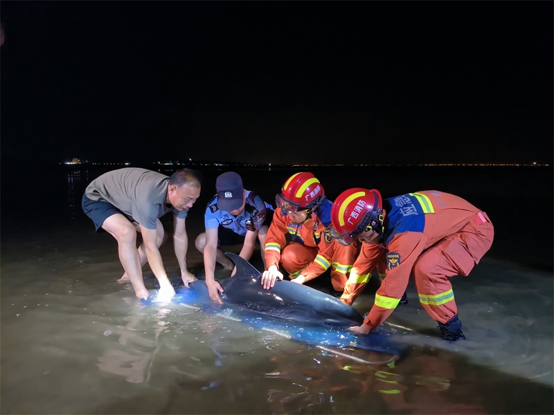 广西防城港：海豚搁浅沙滩 多部门合力助其脱困