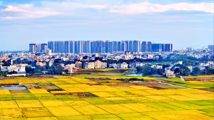 广西宾阳：金秋好“丰”景 田间稻谷香