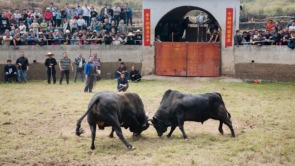 广西上林：二月二“龙抬头” 拙朴“社味”品不尽