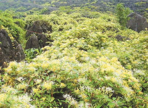 金银花开，石漠不再