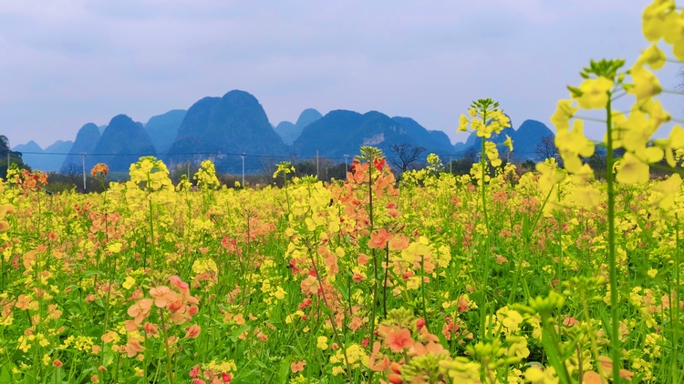 桂林：油菜花开美如画 春日盛景醉游人_fororder_7