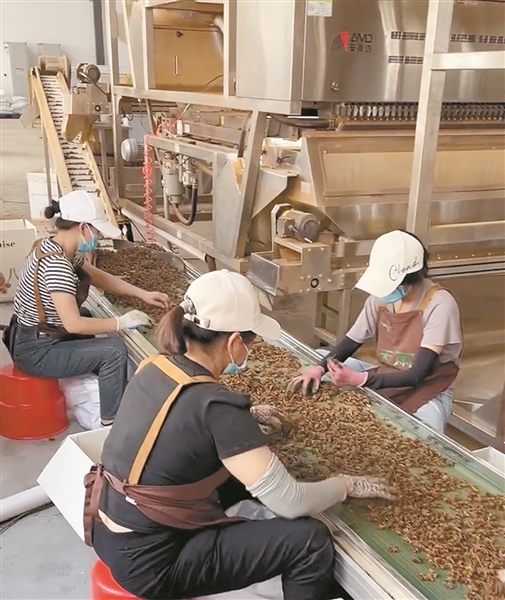 广西香料何以香飘万里