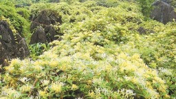 金银花开，石漠不再