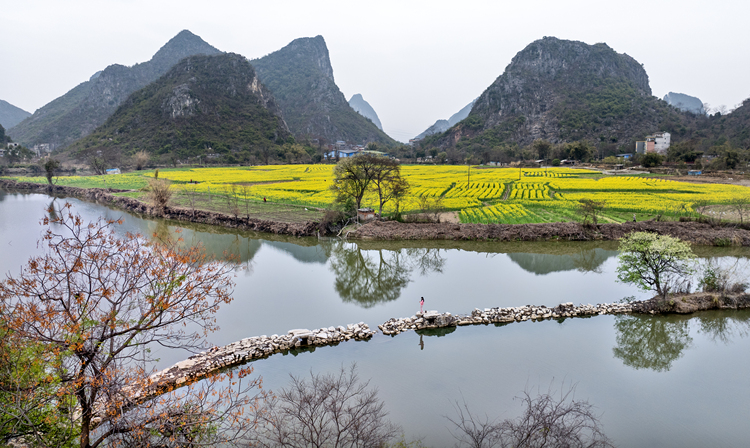 桂林：油菜花开美如画 春日盛景醉游人_fororder_1