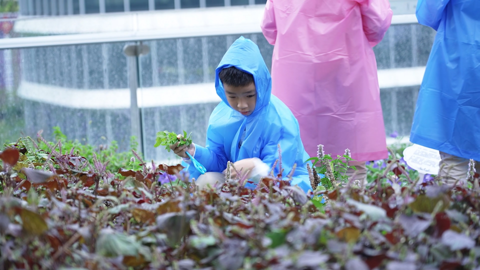 上海推动中医药文化进校园：“小小本草园”带孩子们探究博大精深的中医药世界