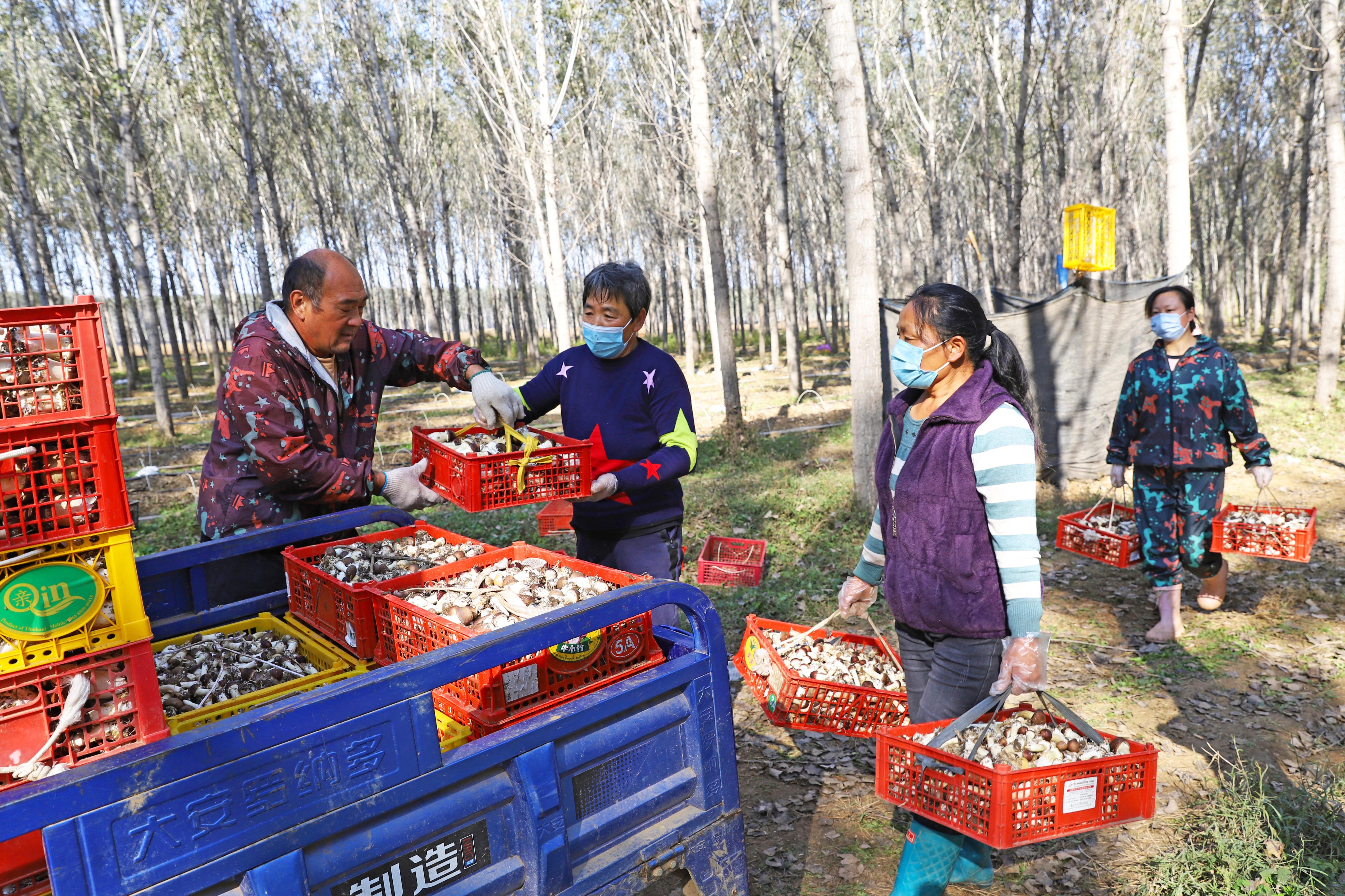 河北涿州：秸秆变基料 赤松茸撑开“致富伞”