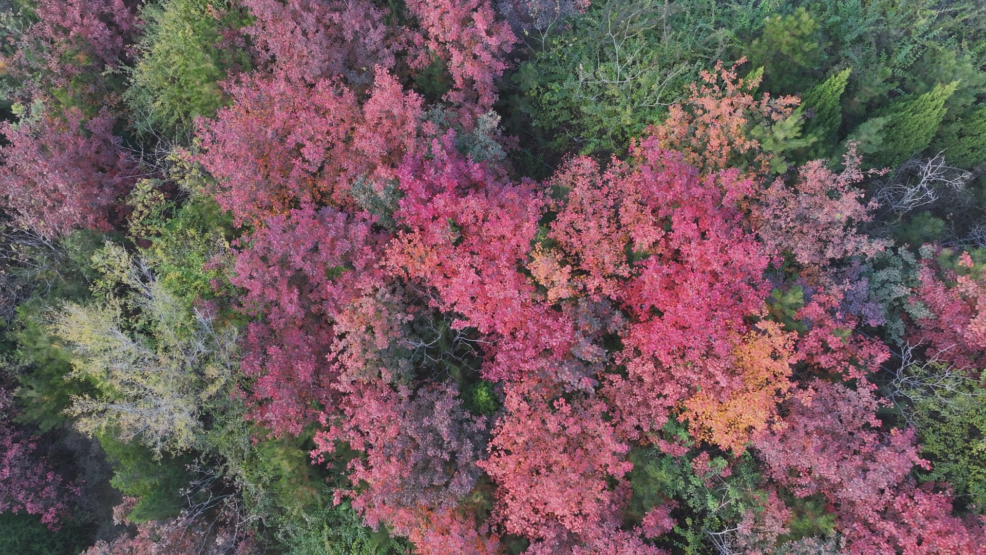 石家庄市鹿泉区：赏秋日美景 观红叶烂漫