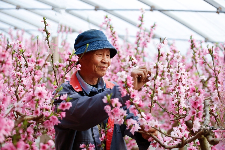 保定市满城区：蟠桃花盛开 甜蜜生活来_fororder_种植户为蟠桃花疏花 摄影 田素然