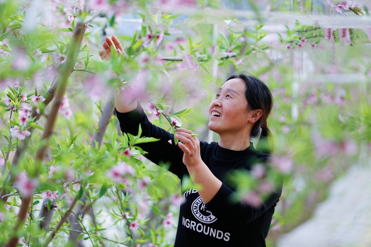 保定市满城区：蟠桃花盛开 甜蜜生活来_fororder_种植户在大棚中疏花 摄影 田素然