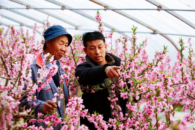 保定市满城区：蟠桃花盛开 甜蜜生活来_fororder_要庄乡村干部与种植户共同了解大棚蟠桃花期管理情况 摄影 田素然