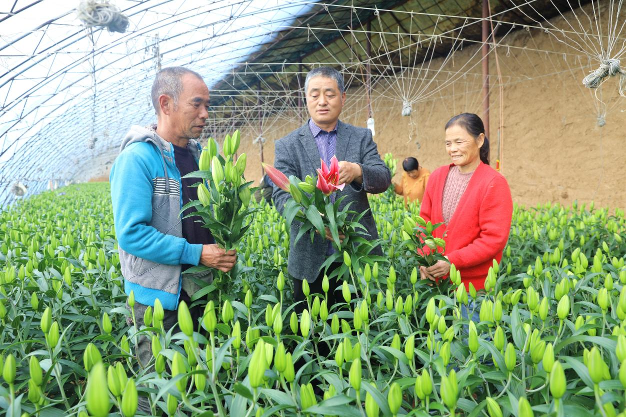 河北平泉：冬季温室棚内盛开“致富花”