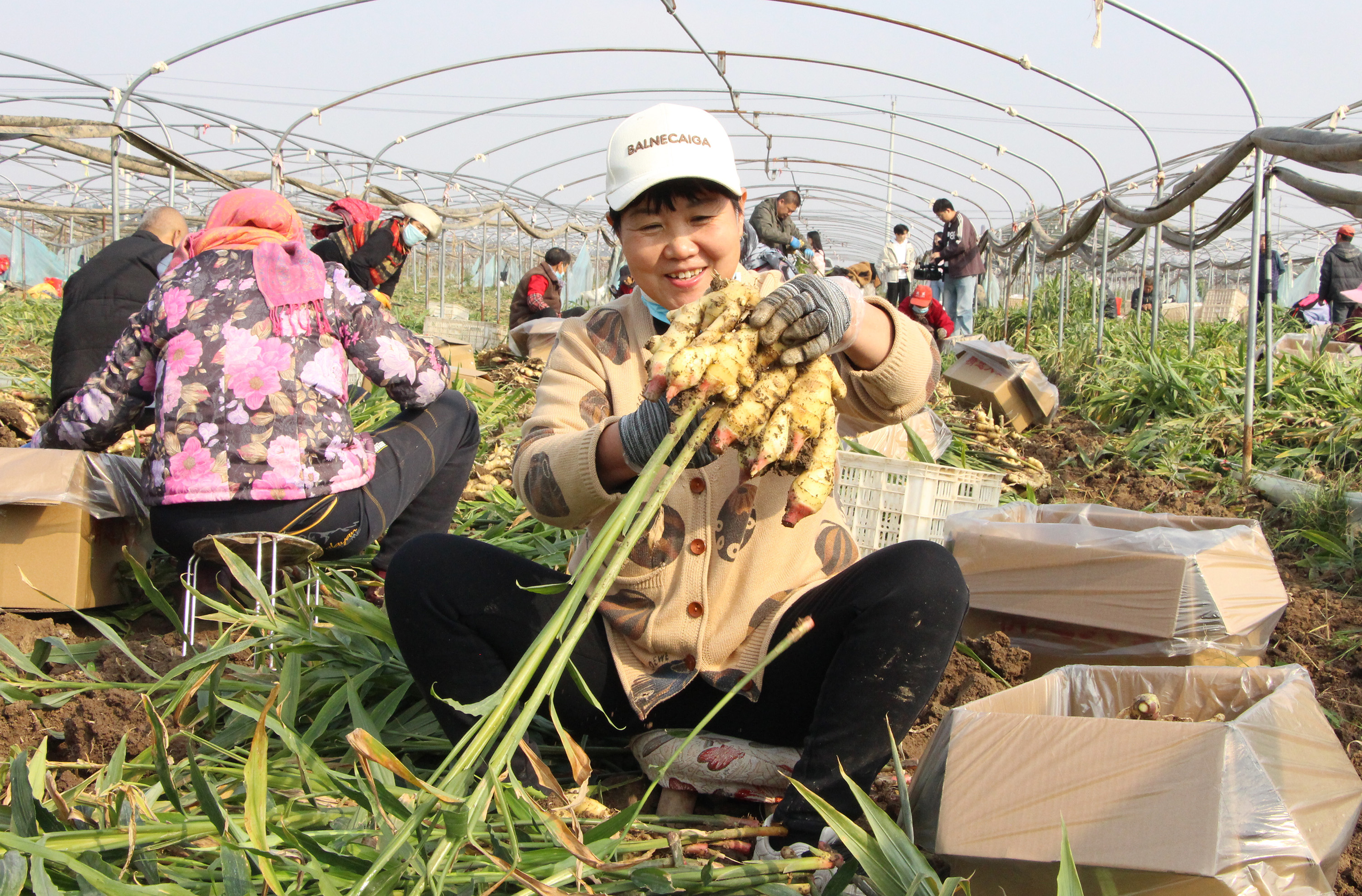 河北高阳：特色种植种出美好“姜”来