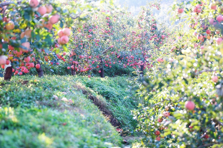 保定市满城区：高山苹果脆又甜