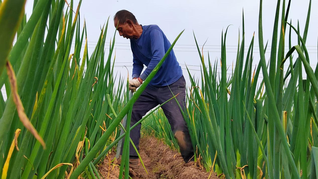 河北东光：露地蔬菜喜丰收 田间地头采收忙