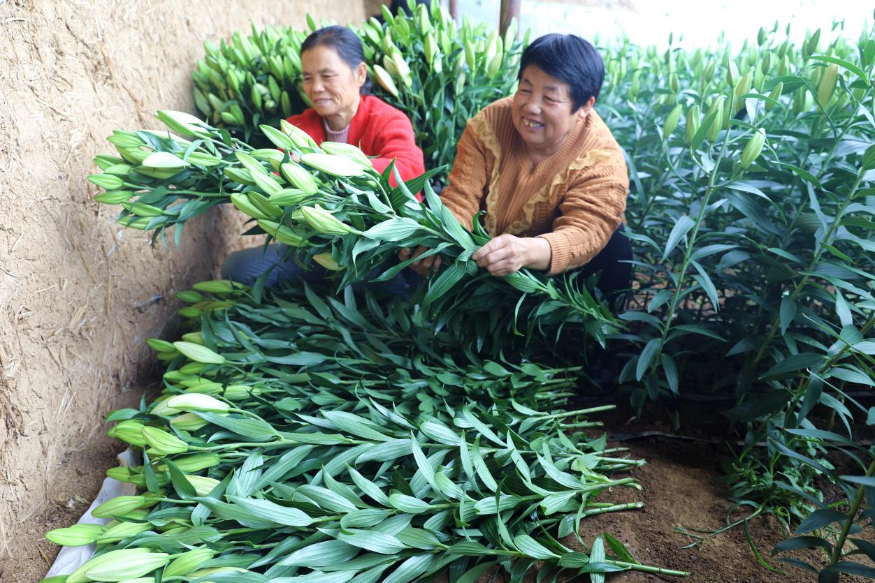 河北平泉：冬季温室棚内盛开“致富花”