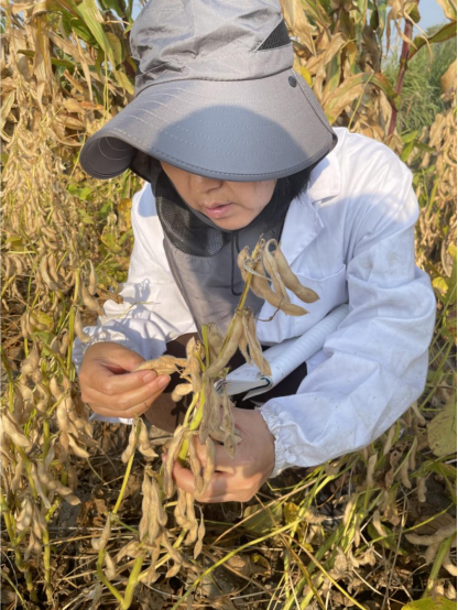 沧州南大港：大豆玉米带状复种暨粮油单产提升项目进行实地测产