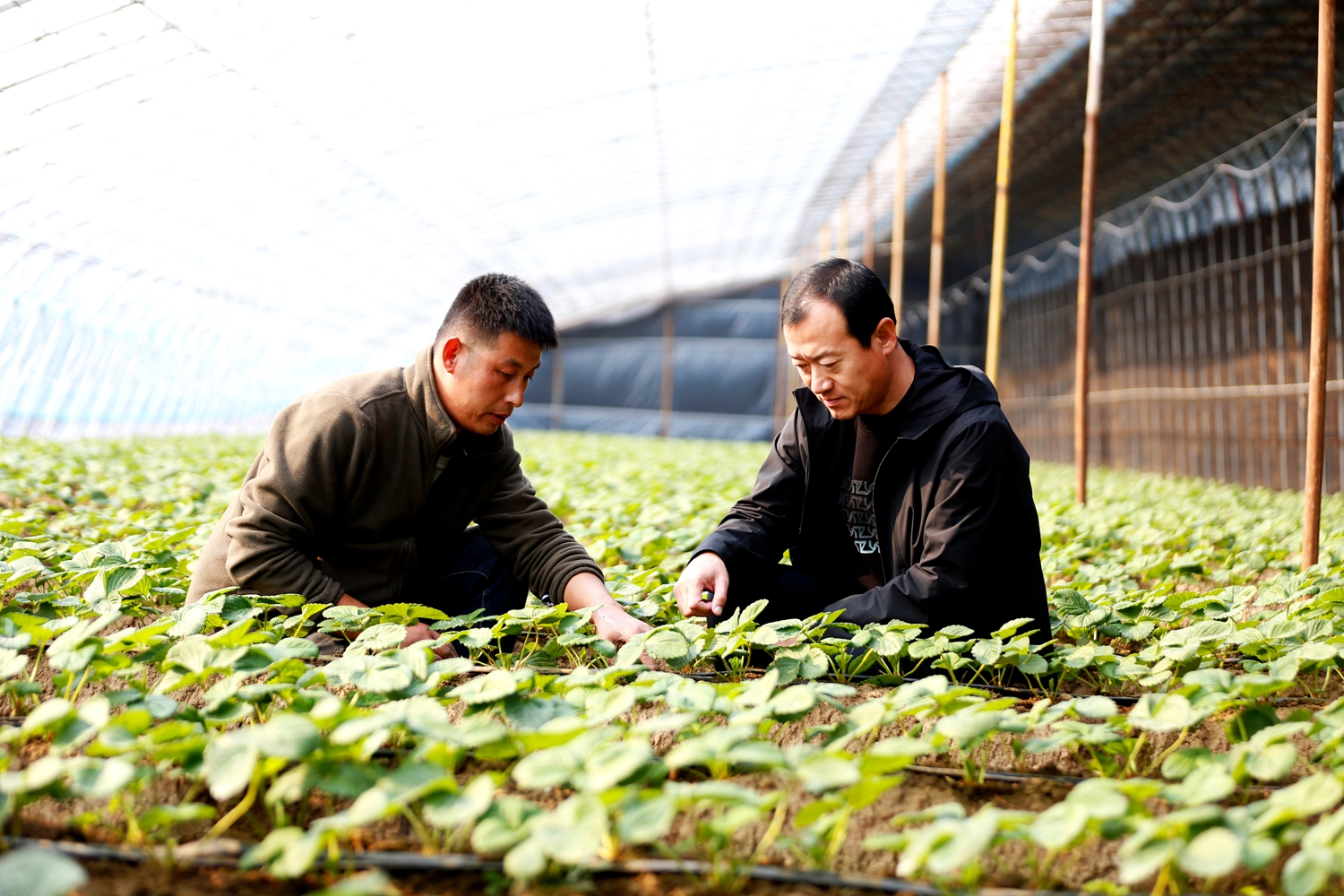 保定市满城区：党支部领办合作社 铺就大棚草莓致富路