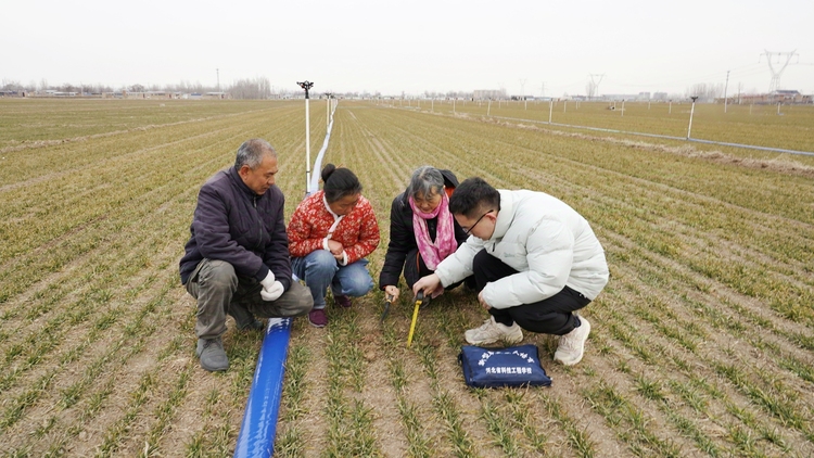 保定市满城区：农技服务奏响春耕序曲_fororder_满城区农技专家深入麦田察看苗情、土壤墒情 摄影 邱迎新