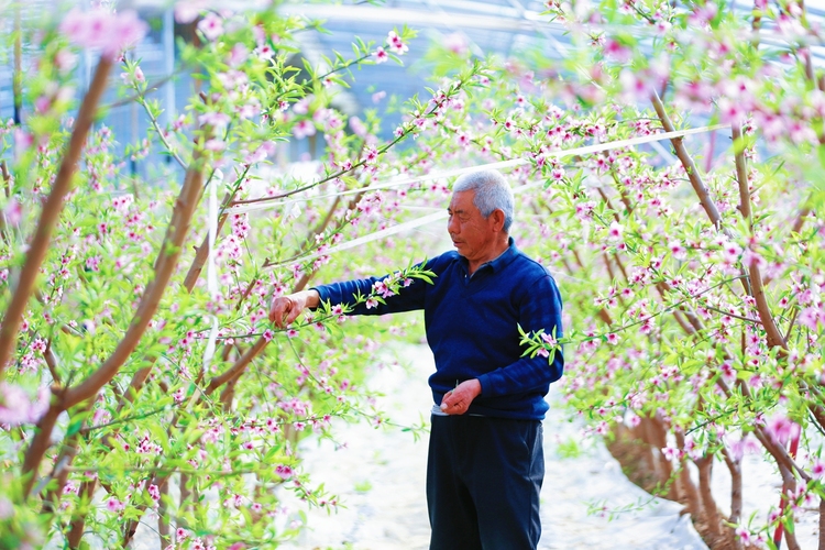 保定市满城区：蟠桃花盛开 甜蜜生活来_fororder_种植户为蟠桃树整枝 摄影 田素然