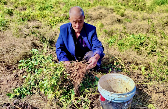 河北东光：间作套种显奇效 花生喜获大丰收