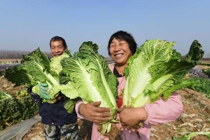 河北东光：露地蔬菜喜丰收 田间地头采收忙