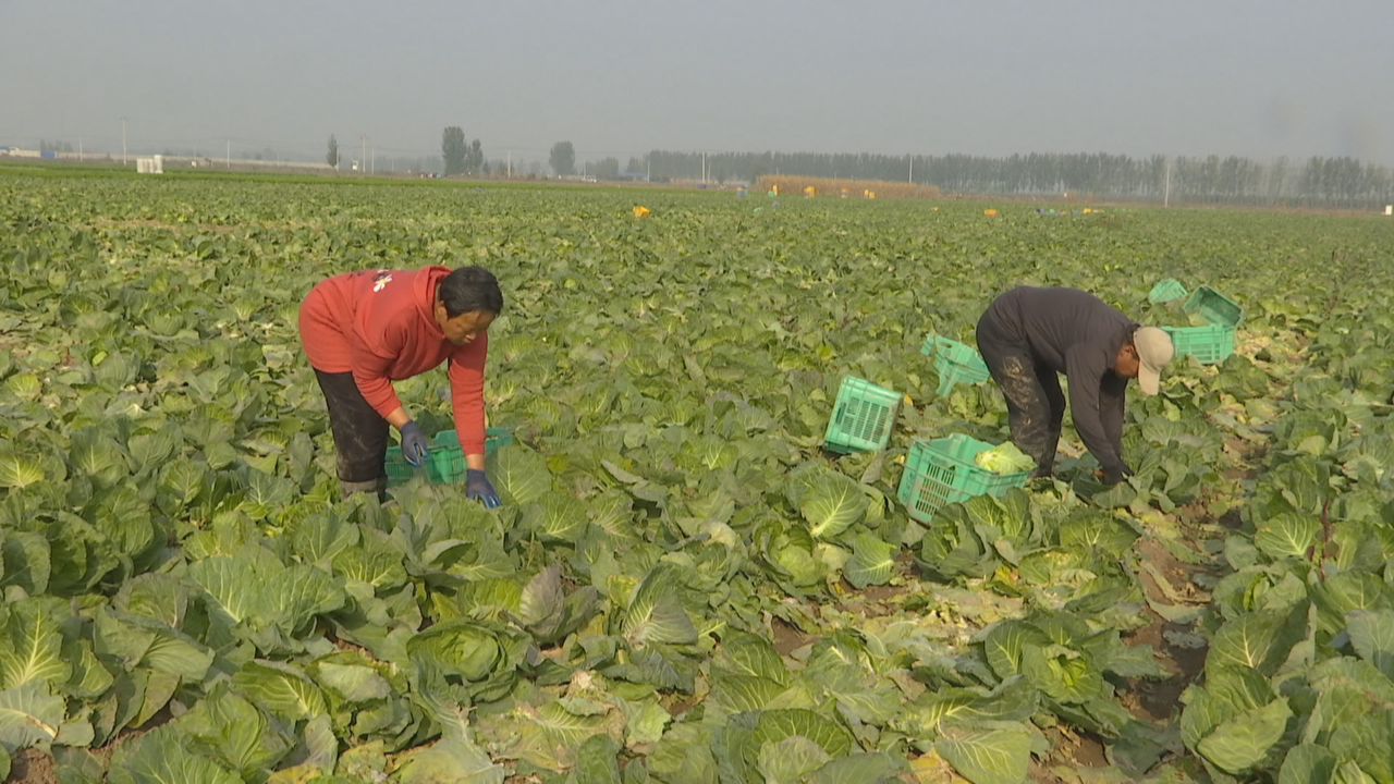 石家庄市鹿泉区：特色种植 带动村民就业增收