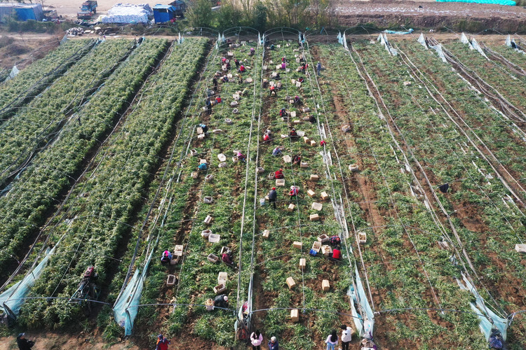 河北高阳：特色种植种出美好“姜”来