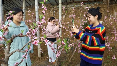 河北平泉：温室桃花别样红