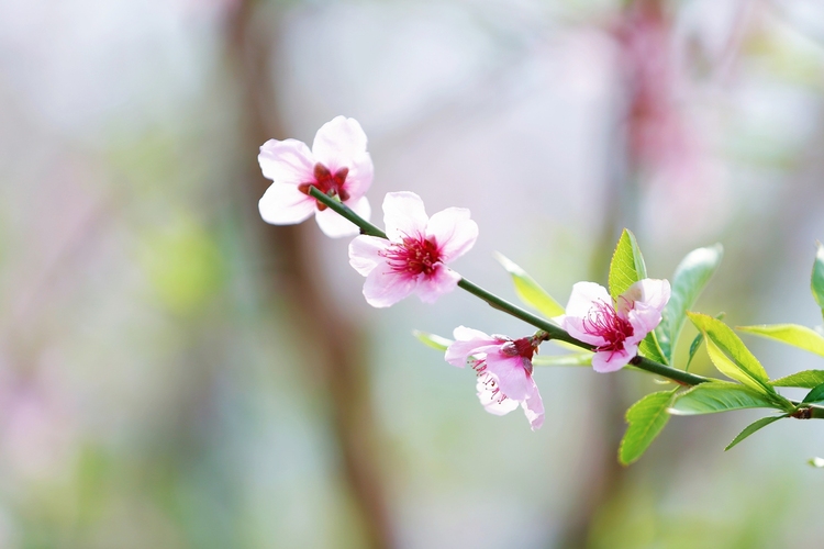 保定市满城区：蟠桃花盛开 甜蜜生活来_fororder_蟠桃花朵朵开 摄影 田素然