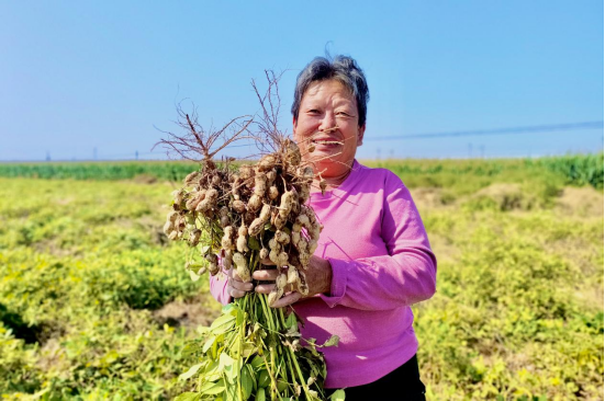 河北东光：间作套种显奇效 花生喜获大丰收