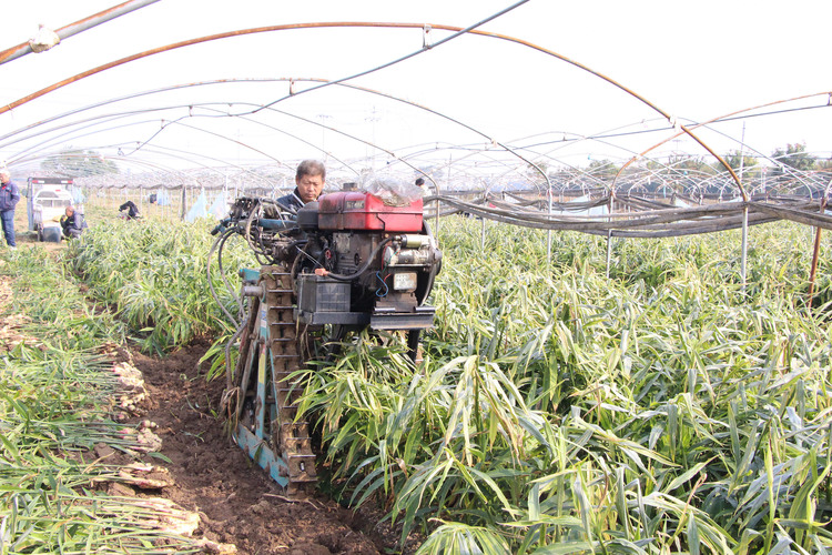 河北高阳：特色种植种出美好“姜”来