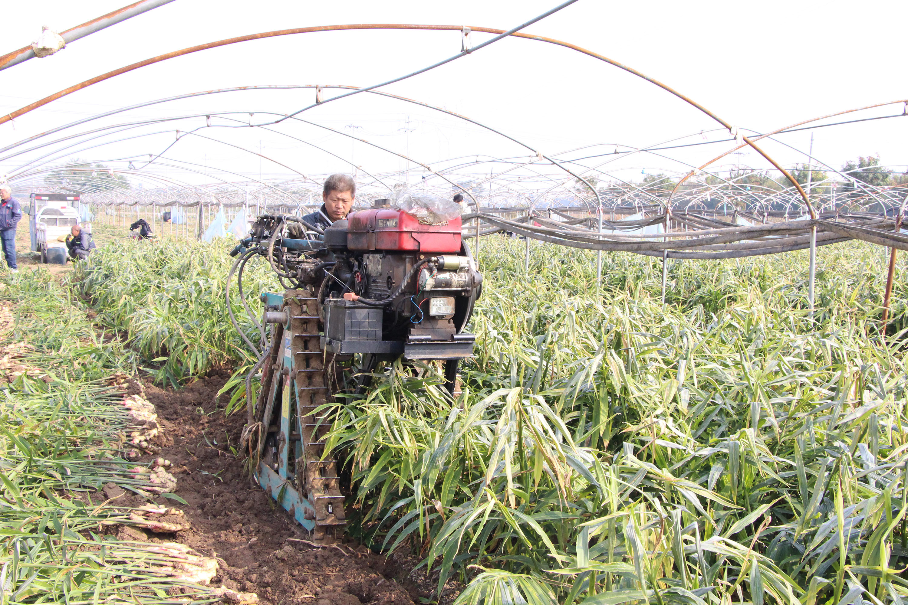 河北高阳：特色种植种出美好“姜”来