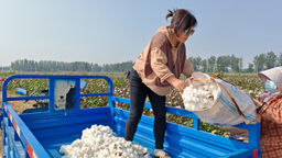 河北东光：棉花采收好时节 遍地棉白映丰收