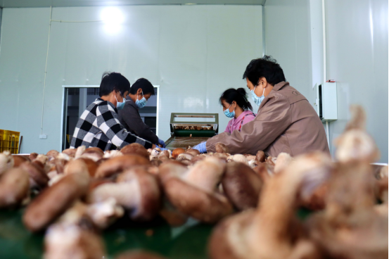 河北献县：小小食用菌 大大致富经