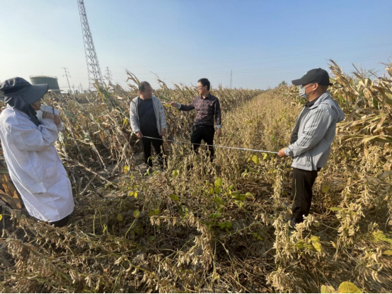 沧州南大港：大豆玉米带状复种暨粮油单产提升项目进行实地测产