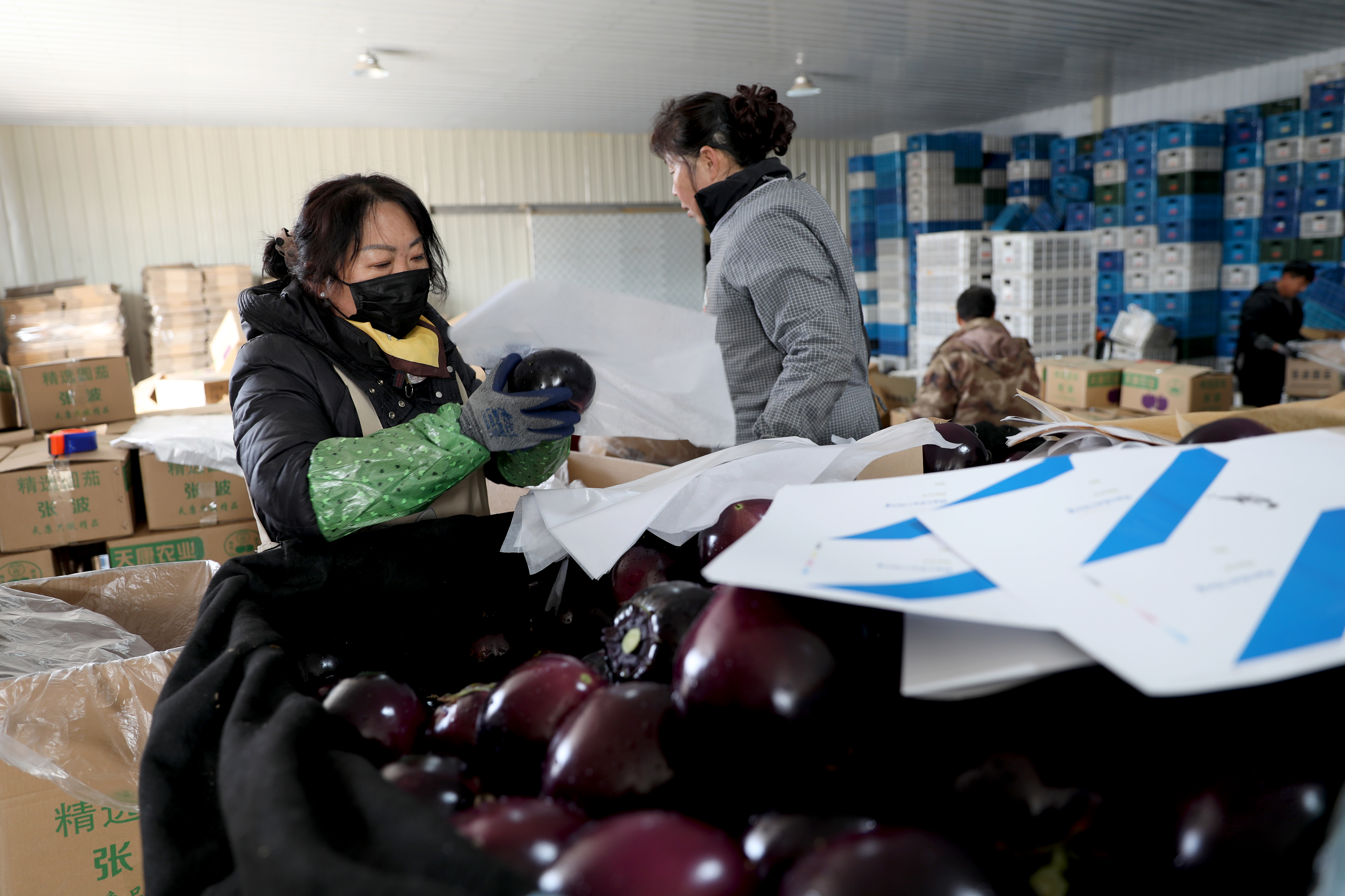 河北肃宁：小圆茄铺就农民致富路_fororder_图片 4