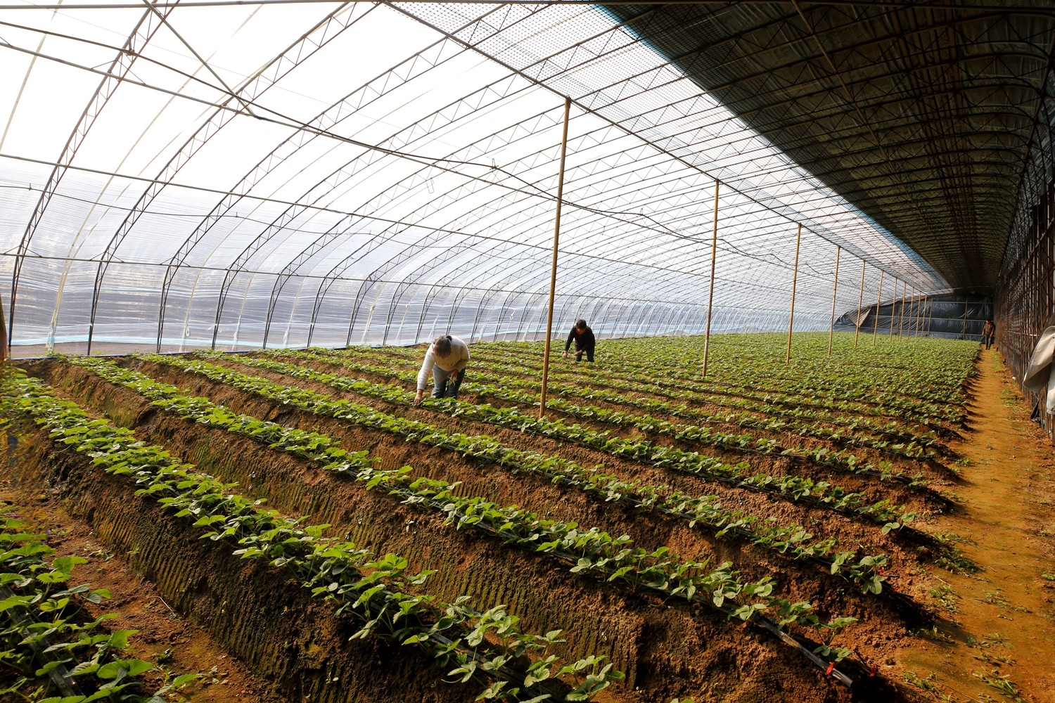 保定市满城区：党支部领办合作社 铺就大棚草莓致富路