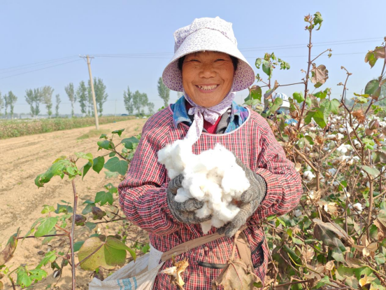 河北东光：棉花采收好时节 遍地棉白映丰收