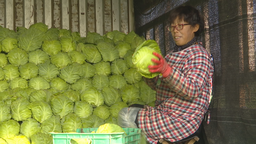 石家庄市鹿泉区：特色种植 带动村民就业增收