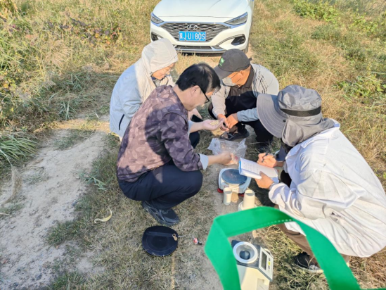 沧州南大港：大豆玉米带状复种暨粮油单产提升项目进行实地测产