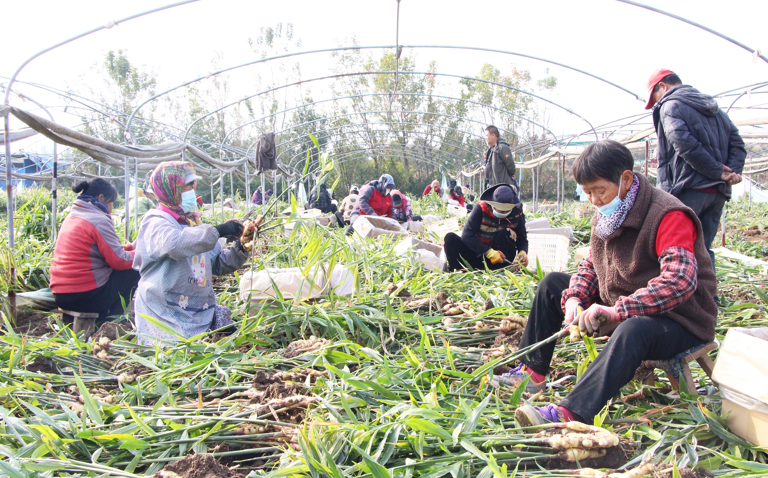 河北高阳：特色种植种出美好“姜”来