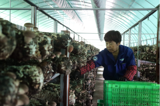 河北献县：小小食用菌 大大致富经