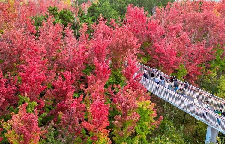 “枫”的季节 红叶如约而至