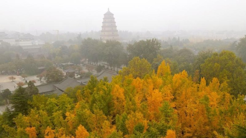 唐大慈恩寺遗址公园赏银杏