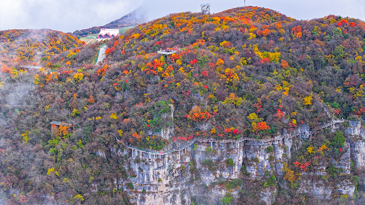 汉中龙头山：千枝万叶披霞锦 秋色斑斓碧云边