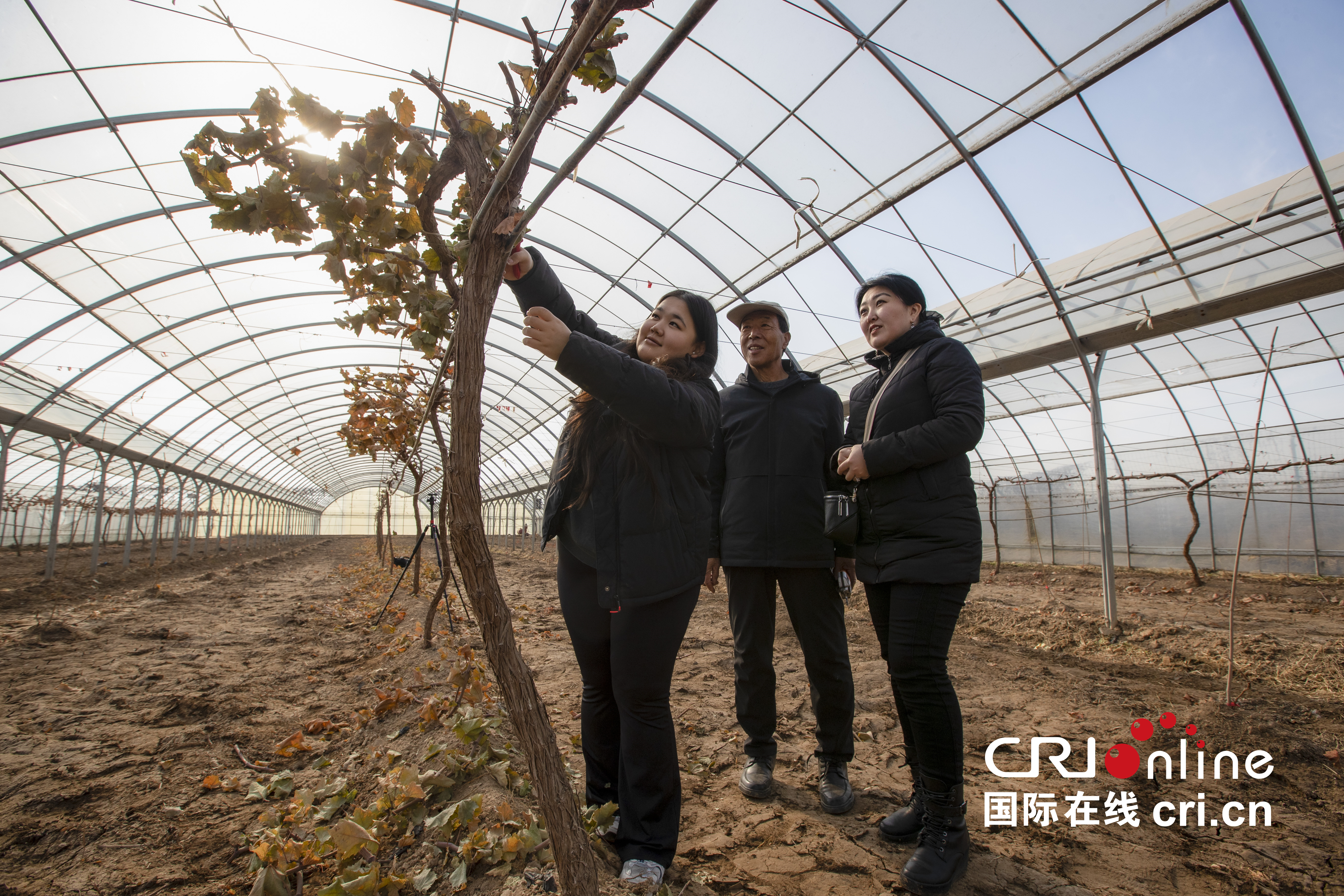 【外眼看陕西•我在中国学农技②】吉尔吉斯斯坦农学生：渭南的种植业很发达 我收获颇多