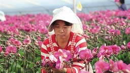 杨凌蝴蝶兰走俏春节市场