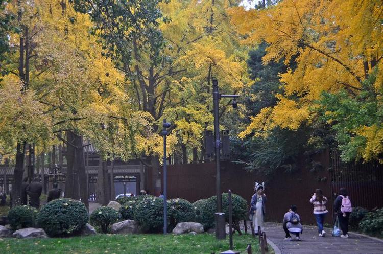 唐大慈恩寺遗址公园赏银杏