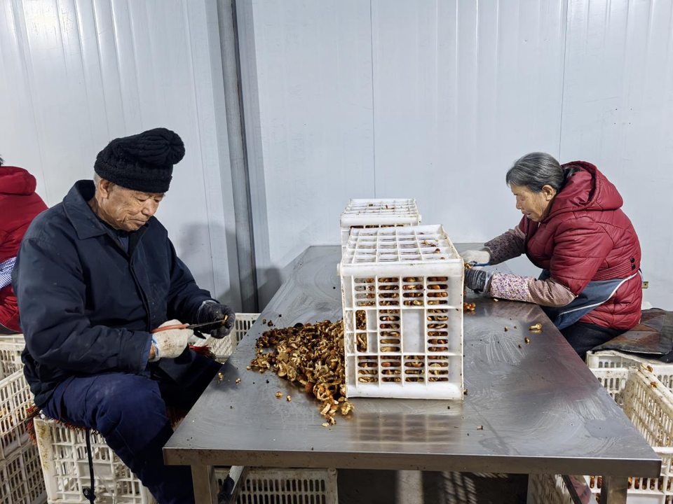 榆林子洲董家圪崂村：菌菇大棚基地撑起群众“致富伞”