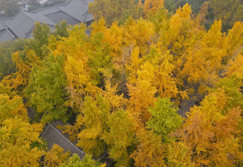 唐大慈恩寺遗址公园赏银杏